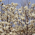 Photos: 明るくさせるハクモクレンの花
