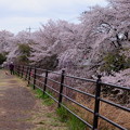 Photos: 桜咲く　東川の遊歩道