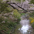 山吹と桜咲く東川