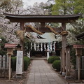 熊野神社の桜と注連縄