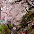 落下の椿と東川の桜