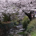 満開の桜　東川１