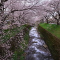 桜咲く　東川