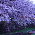 東川の夜桜１