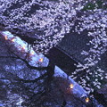 東川の夜桜２
