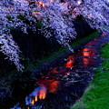 東川の夜桜３