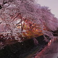 夜桜　東川
