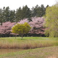 写真: 柳の若葉と桜咲く池