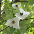 ハンカチの木の花