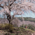 写真: 上発知の枝垂れ桜C