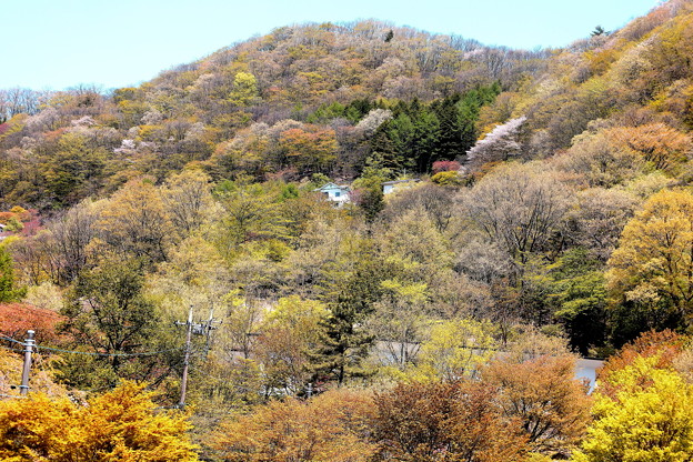 軽井沢新緑の山