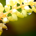 小葉の髄菜の花の雫玉