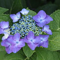 青の額紫陽花