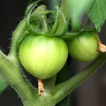 鉢で育てれいるトマトの成長