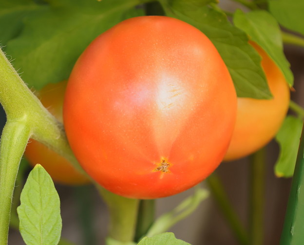 自宅の鉢植えのトマト