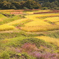 写真: 寺坂棚田の収穫期風景