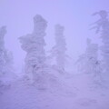 蔵王の樹氷　吹雪の中