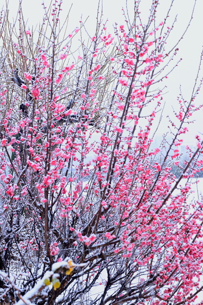 写真: 雪降るなかの梅の花