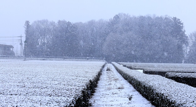 写真: お茶畑と林のへの豪雪