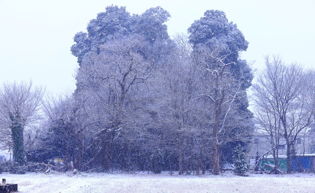 木々への積雪