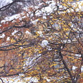 写真: 残雪と蝋梅２