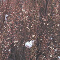 写真: 残雪と梅の花