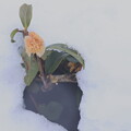 写真: 雪ののなかのお茶の花