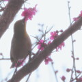 写真: 梅の花のメジロ