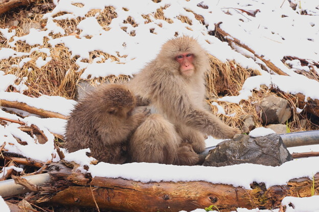 雪の中の野猿