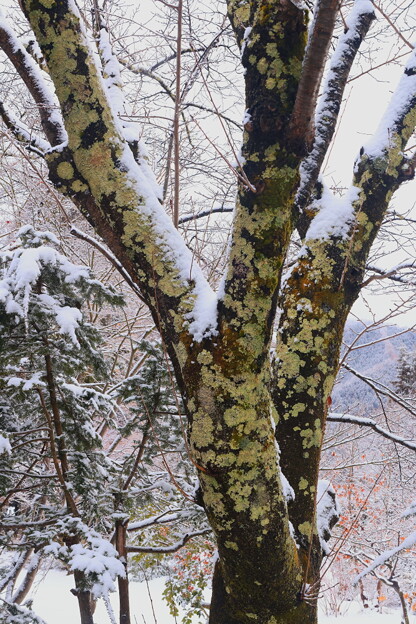 苔と積雪の幹
