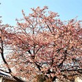 写真: 河津桜咲き始めた