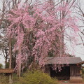 写真: 農家の枝垂れ桜