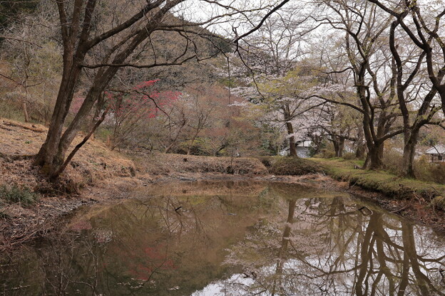 写真: 西光寺の桜