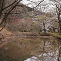 西光寺の桜