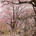 清雲寺の枝垂れ桜A３