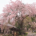 清雲寺の枝垂れ桜４