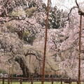 写真: 枝垂れ桜の世界　清雲寺