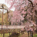 枝垂れ桜咲く清雲寺