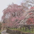 清雲寺の枝垂れ桜５