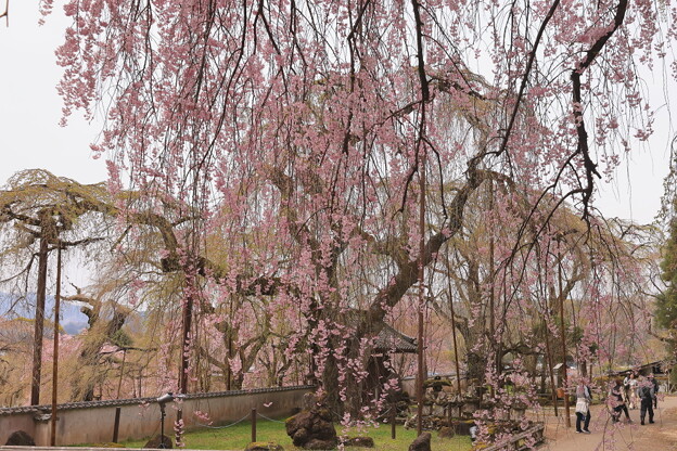 写真: 枝垂れ桜と清雲寺の山門