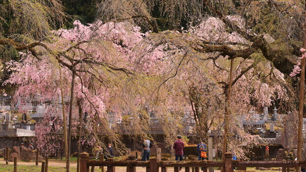 枝垂れ桜咲く清雲寺２