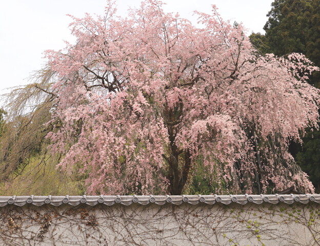 写真: 塀と枝垂れ桜