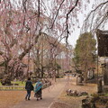 写真: 清雲寺の枝垂れ桜６