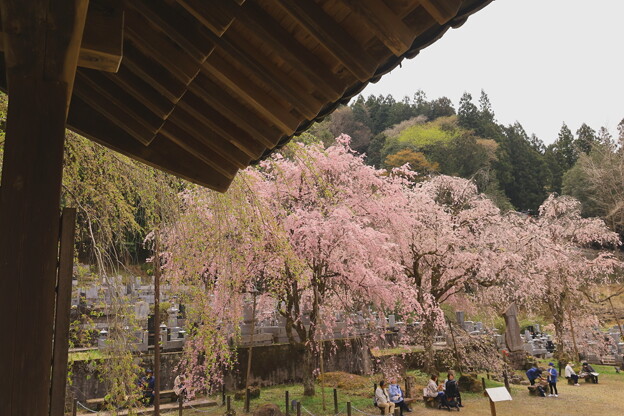 写真: 山門よりの枝垂れ桜