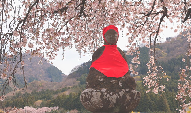 写真: 桜背景のお地蔵様