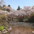 写真: 珊瑚寺の桜