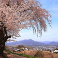 写真: 下川田の枝垂れ桜１