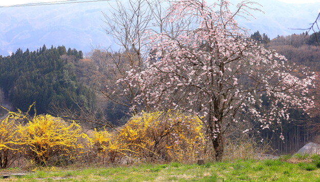 写真: 春の色彩