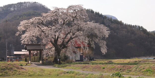 写真: 天照寺の桜