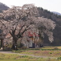 写真: 天照寺の桜